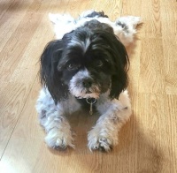 Mabel's cousin Hunter