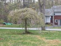 neighbors umbrella tree