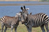 Zebras at Sun City