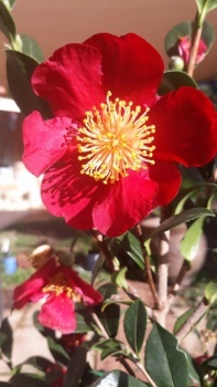 Camellia