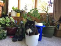 The "potted" Kitty!