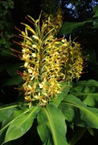 ginger in bloom