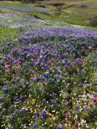 Table mountain