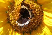 Sunflower & Butterfly