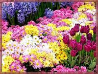 tulipanes, crisantemos y jacintos