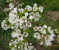 kvetoucí hruška - flowering pear