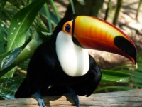 toucan take a picture of me if you like