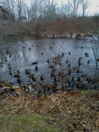 lots of ducks