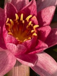 Pink Water Lily