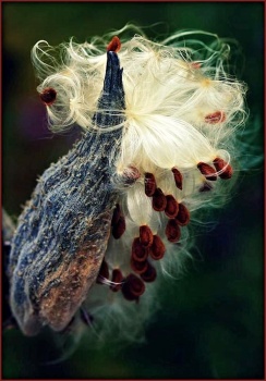 Release The Seed Milkweed ~ By: Susie Weaver