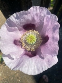 Poppy