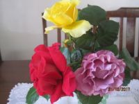 Bright roses