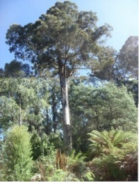 400 year old eucalyptus regnans tree
