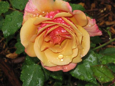 Belle Ephoc rose