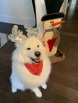 Merry Christmas, everypawdy!