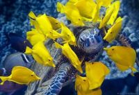 Turtle Transportation Service