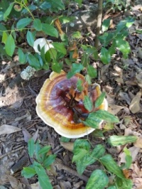 Mushroom