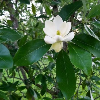 Beautiful Magnolia
