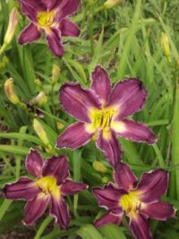 Beauitiful Purple Day Lillies