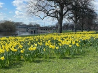 Daffodils by River Trent
