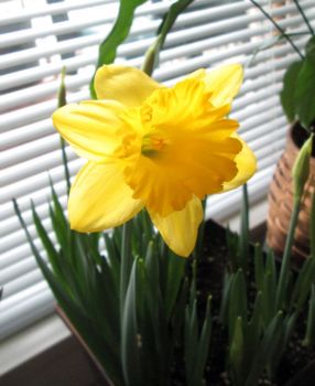 the first daffodil !!!
