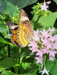 Butterfly Palace and Rain Forest Adventure, Branson MO 1