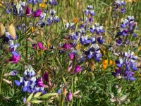 Pt Reyes Wildflowers