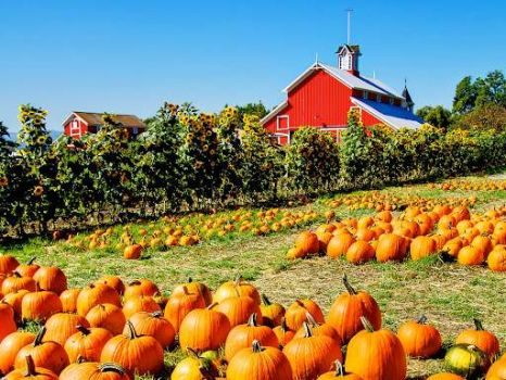 Solve Pumpkin Patch and Red Barn jigsaw puzzle online with 48 pieces