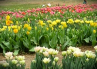 Tulip Farm in Hancock, NH