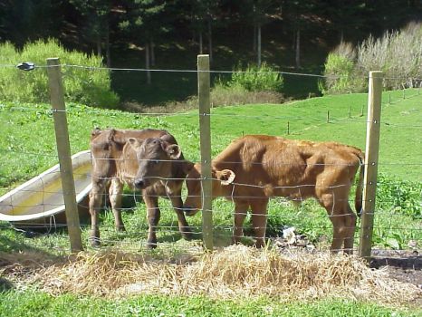 Calves