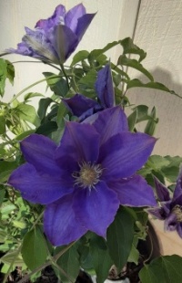 First Clematis of the season