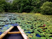 Cape Cod Lily Pond