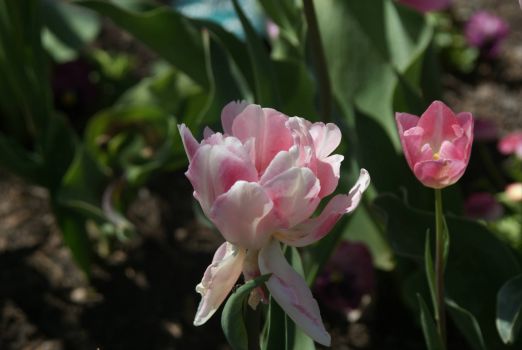 Pink Ruffled Single Tulip
