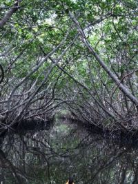 Mangrove tunnel