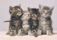 Four cats