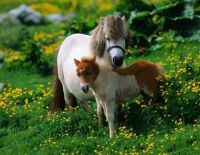 pony mare  and foal