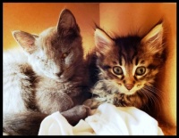 Cats I Know - Winky and Princess