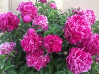 An Explosion of Peonies