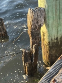 Raritan Bay rotting pier support