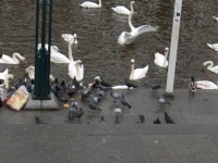 Birds #8