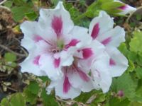 more backyard stuff