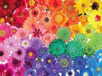 Rainbow Flowers #1