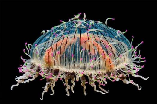 Flower Hat Jellyfish
