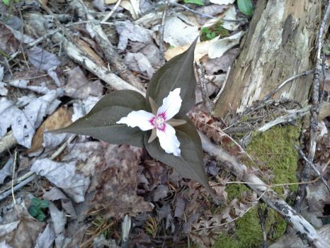 Trillium