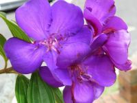 Tibouchina flowers in the front garden.