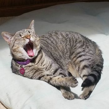 Yawn! (XL)