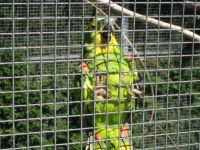 Parrots at Burgh le Marsh