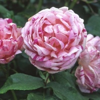 Honorine de Brabant Rose