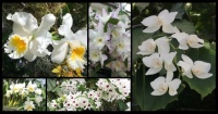 In the Still of the White (medium)