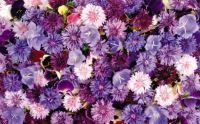 lots_of_violet_flowers